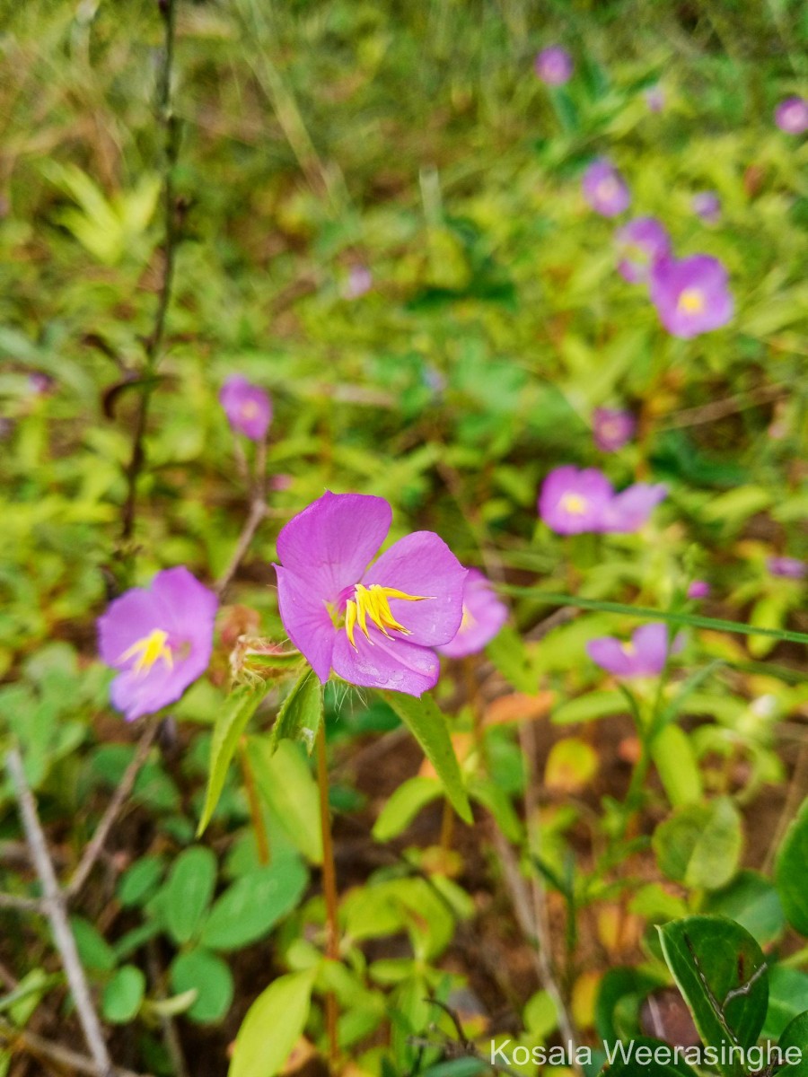 Osbeckia zeylanica L.f.